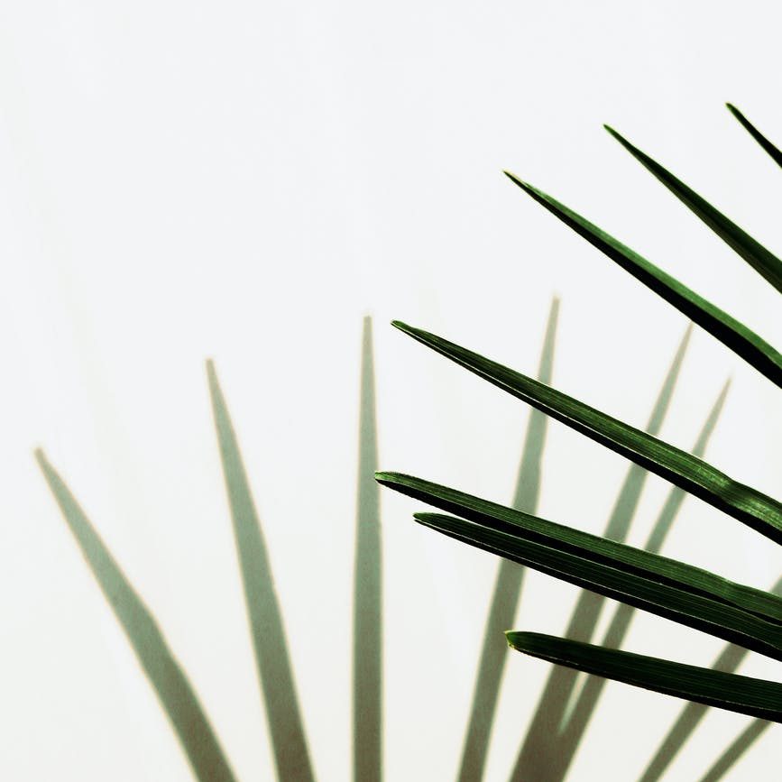 palms with green leaves on white background