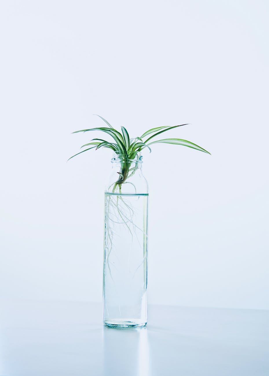 photo of green leafed plant in bottle with water