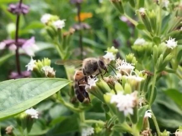 Get in to the&nbsp;Weeds.