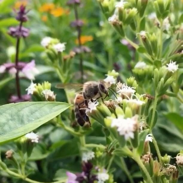 Get in to the&nbsp;Weeds.