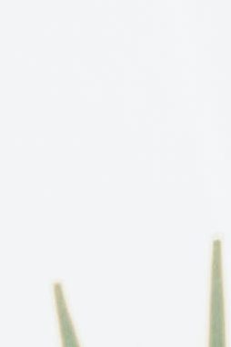 palms with green leaves on white background